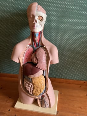 Anatomie torso