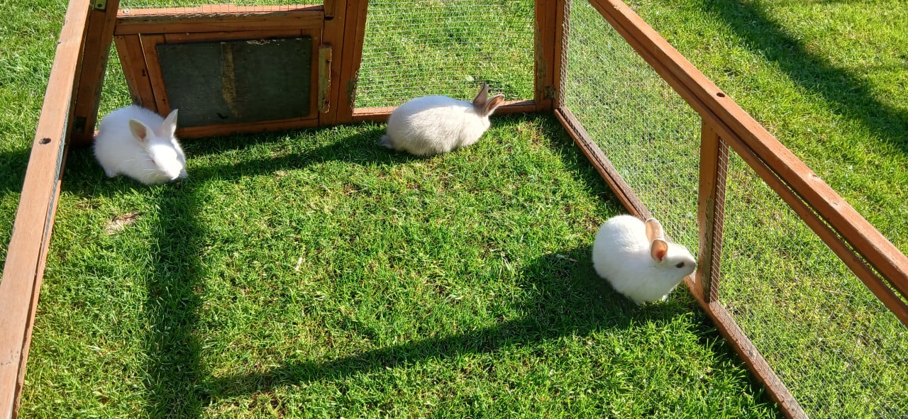 Lieve tamme kindvriendelijke jonge konijntjes