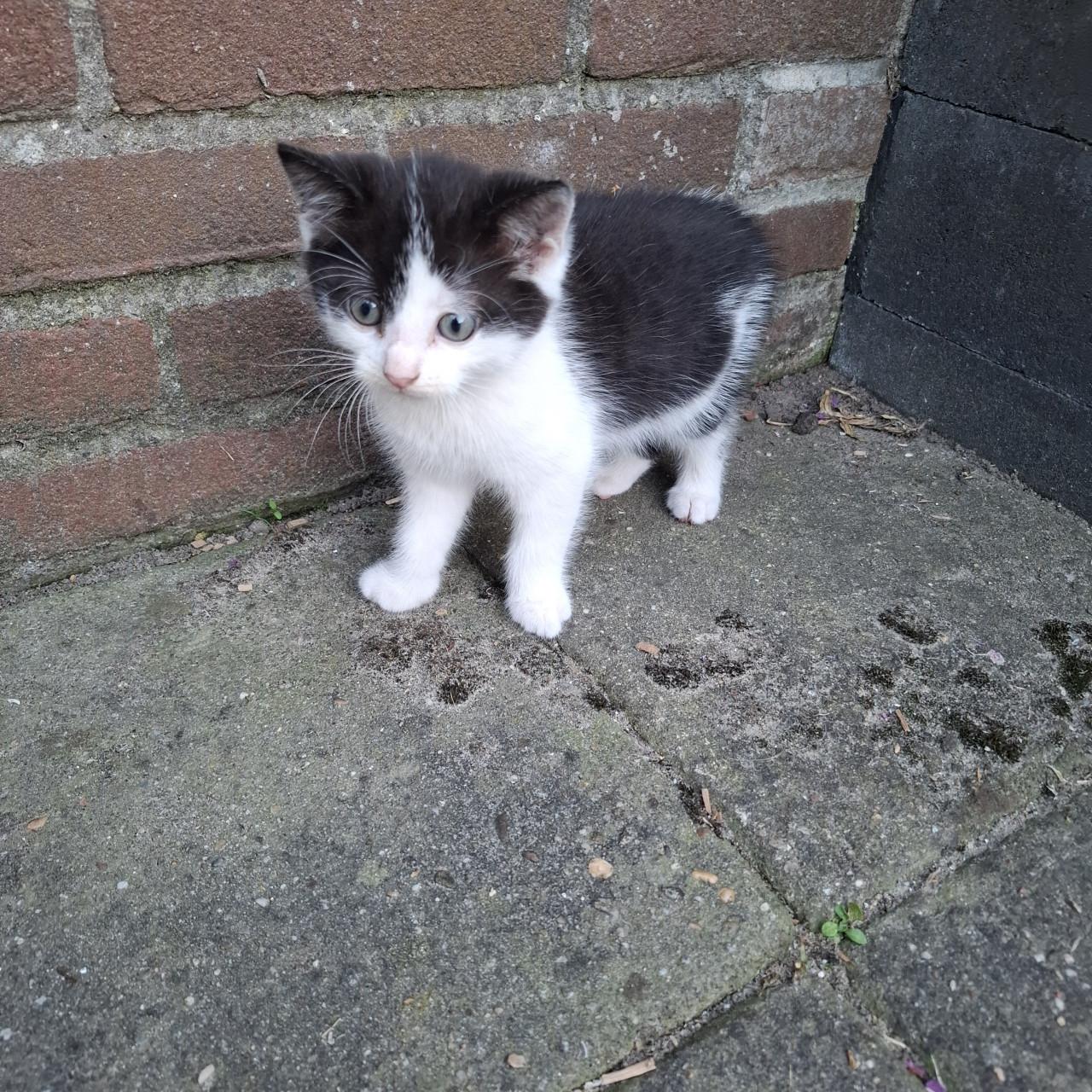 Kitten