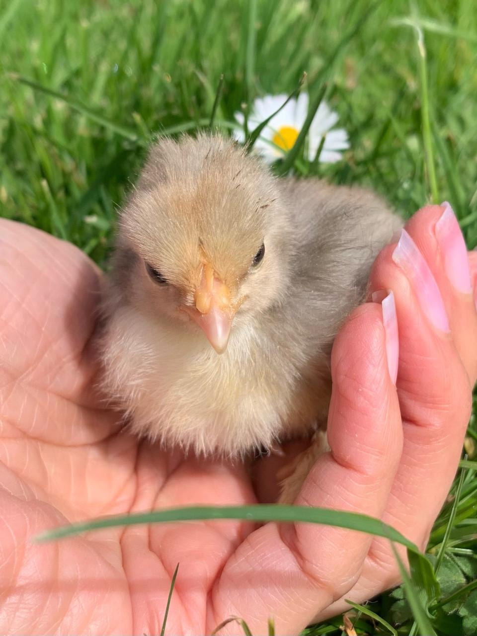 Kuikentjes Cochin kriel  bobtail !