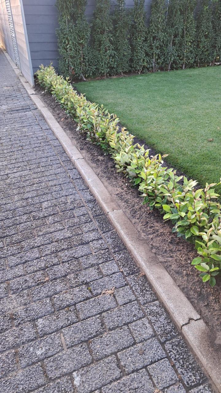 Olijfwilg compacta haagplanten in meerdere maten leverbaar