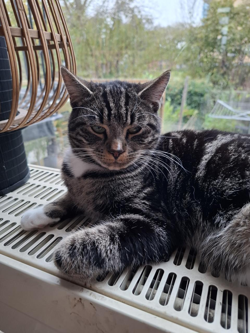 Poesje en kater van 9 maanden