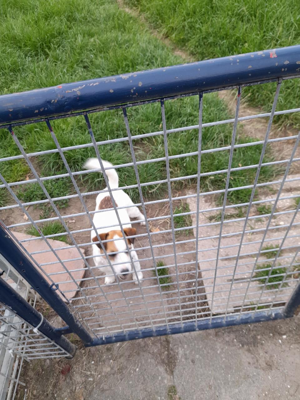 Jack russell Teefje