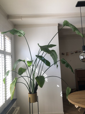 Streletzia Nicolai 170cm hoogte
