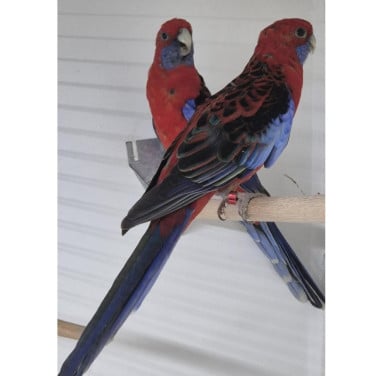 Pennant Rosella