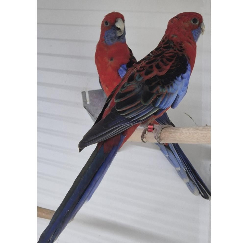 Pennant Rosella
