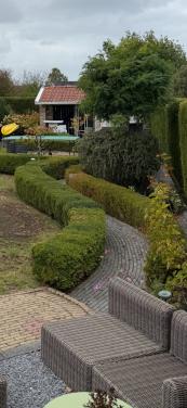 Buxus struiken (20 meter)