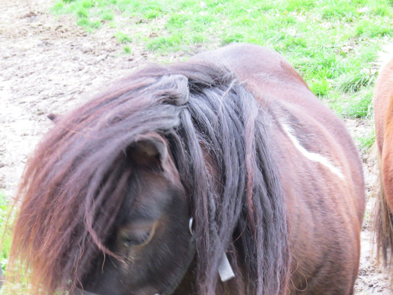 Shetlander