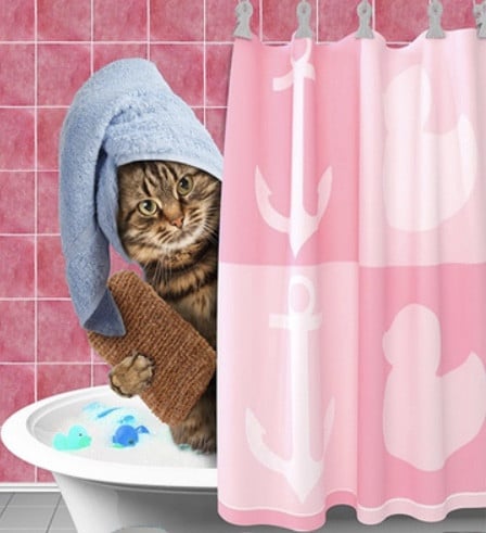 Kattentrimsalon LUCKY CAT 💖🪮✂️🧴🛁🫧🛍️🐱🍀 Ook aan huis 🚘🏠😻🇳🇱🇧🇪