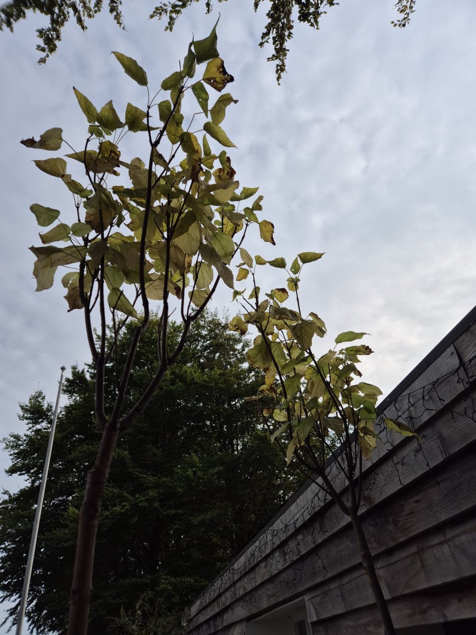 Catalpa boompjes in diverse maten