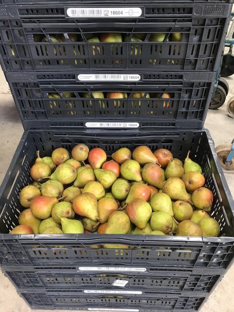 Stoof peren (Gieser Wildeman)