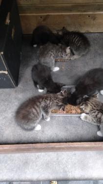 Kittens