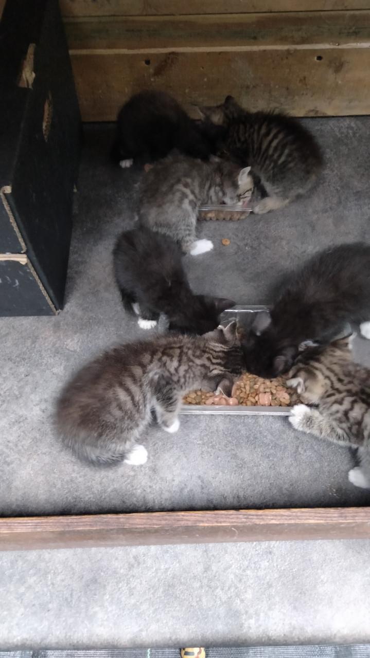 Kittens