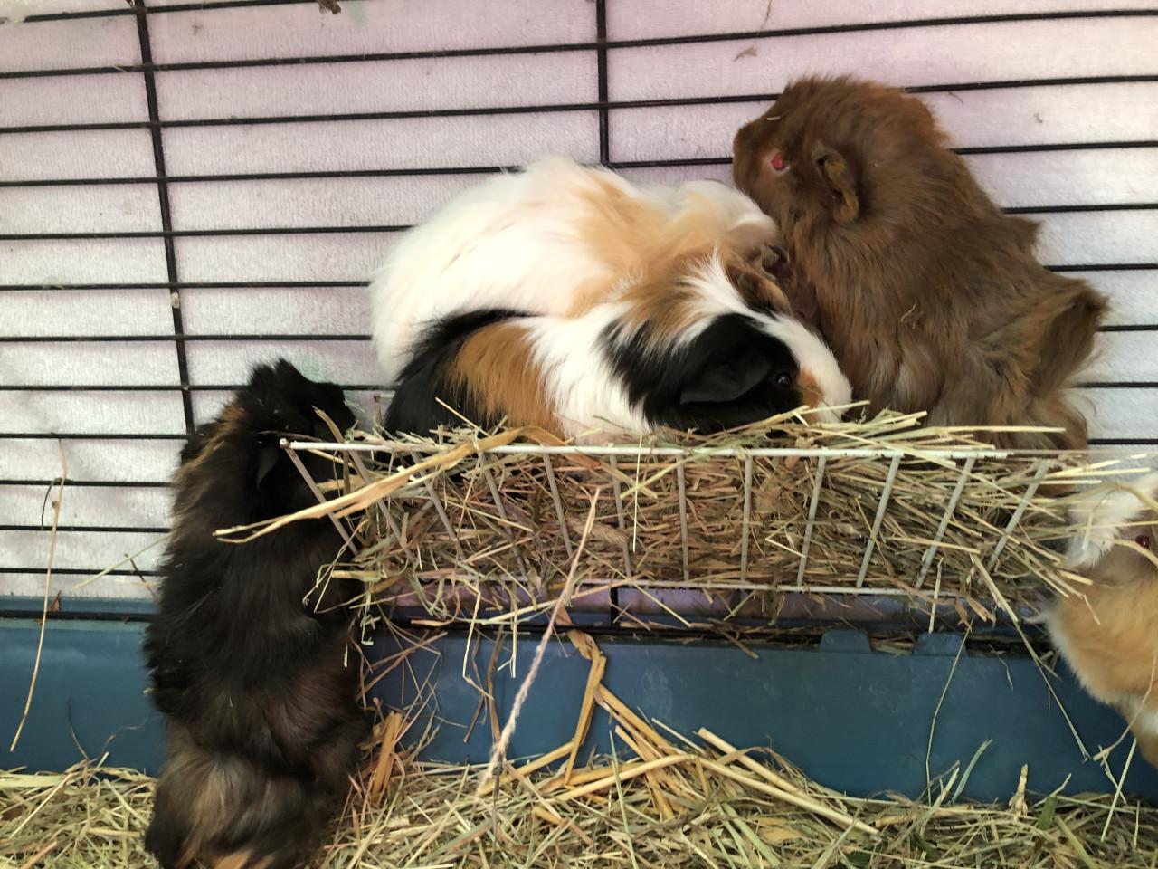 Nog 1 knap cavia beertje!