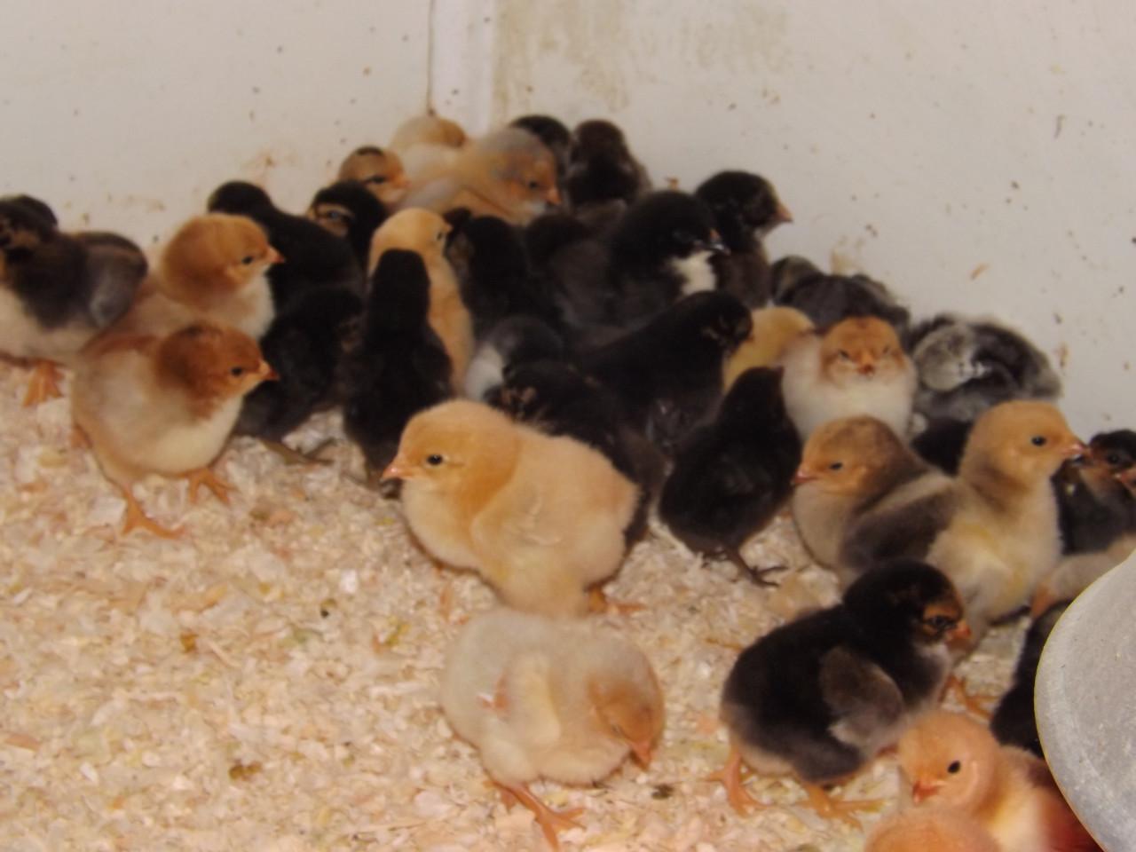 Wyandotte krielen van eendagskuiken tot 12 weken oud.