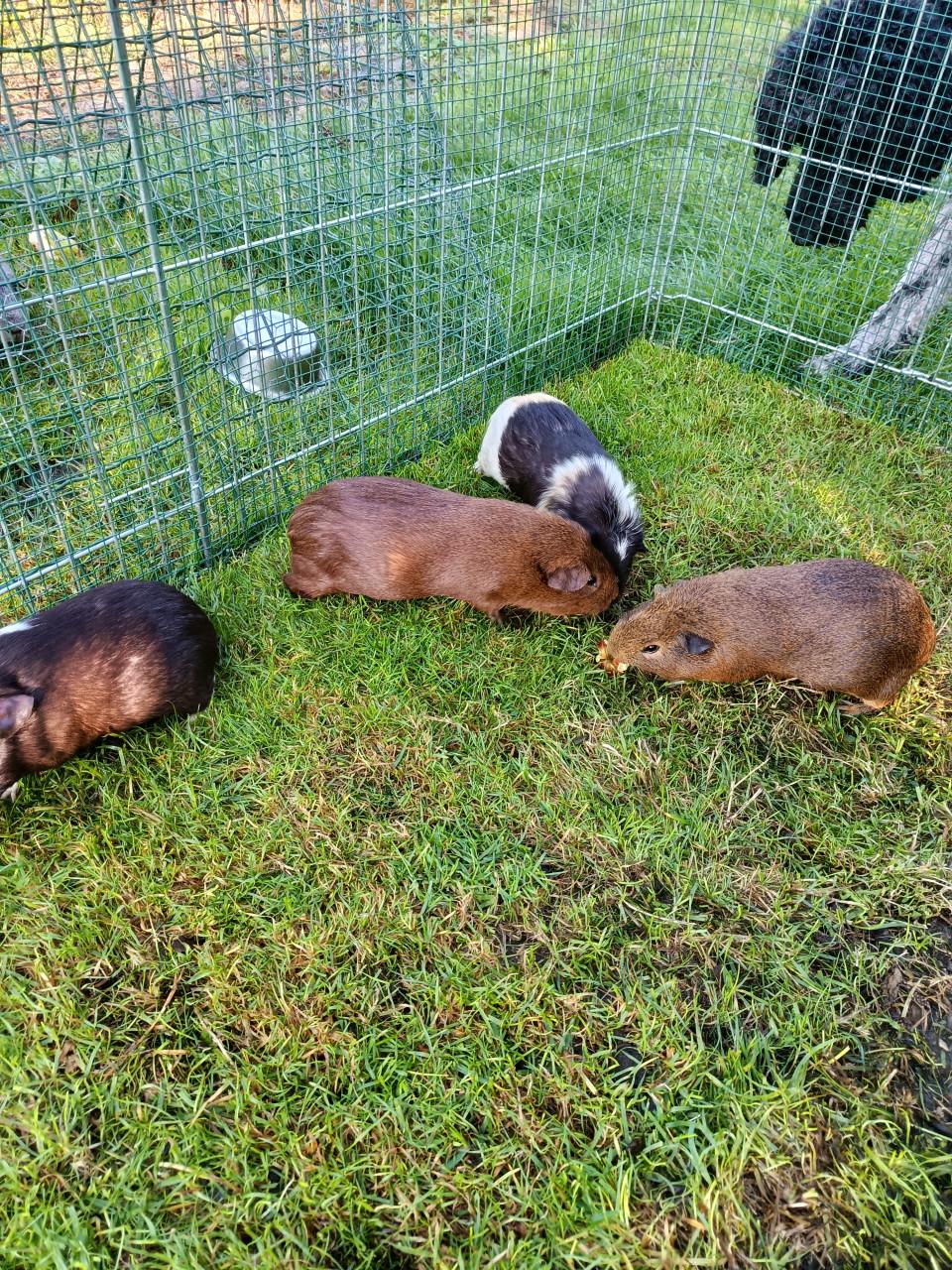 Cavia's te koop 5 zeugjes 2 beertjes