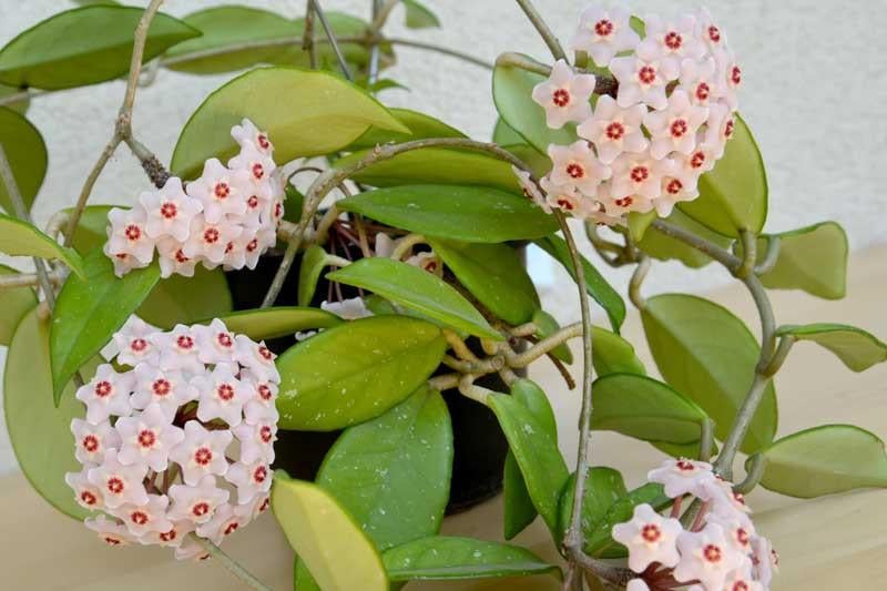 Hoya kamerplant