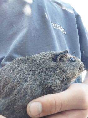 Jonge vrouwtjes cavia