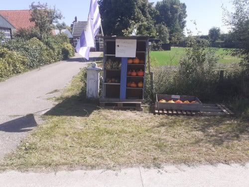 Pompoenen te koop