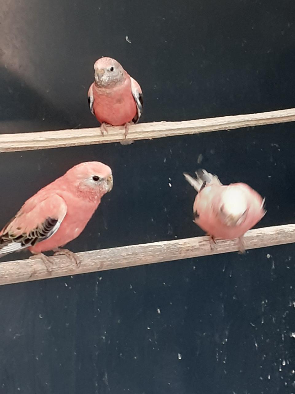 Roze bourkes parkieten  2025.