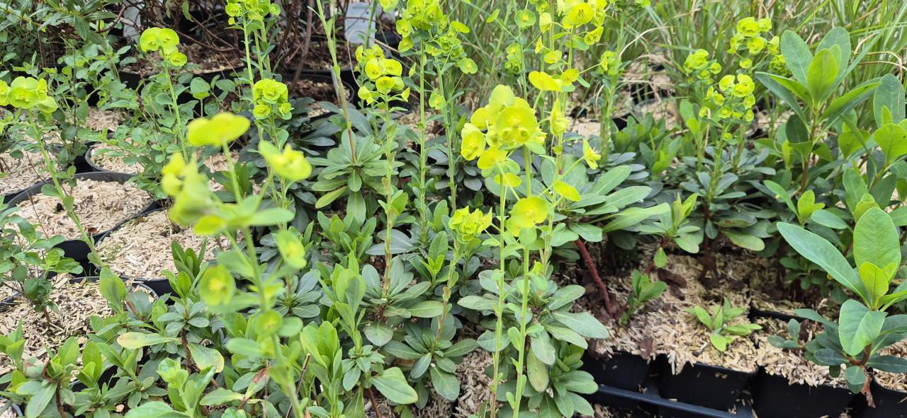 Vaste planten, verantwoord gekweekt