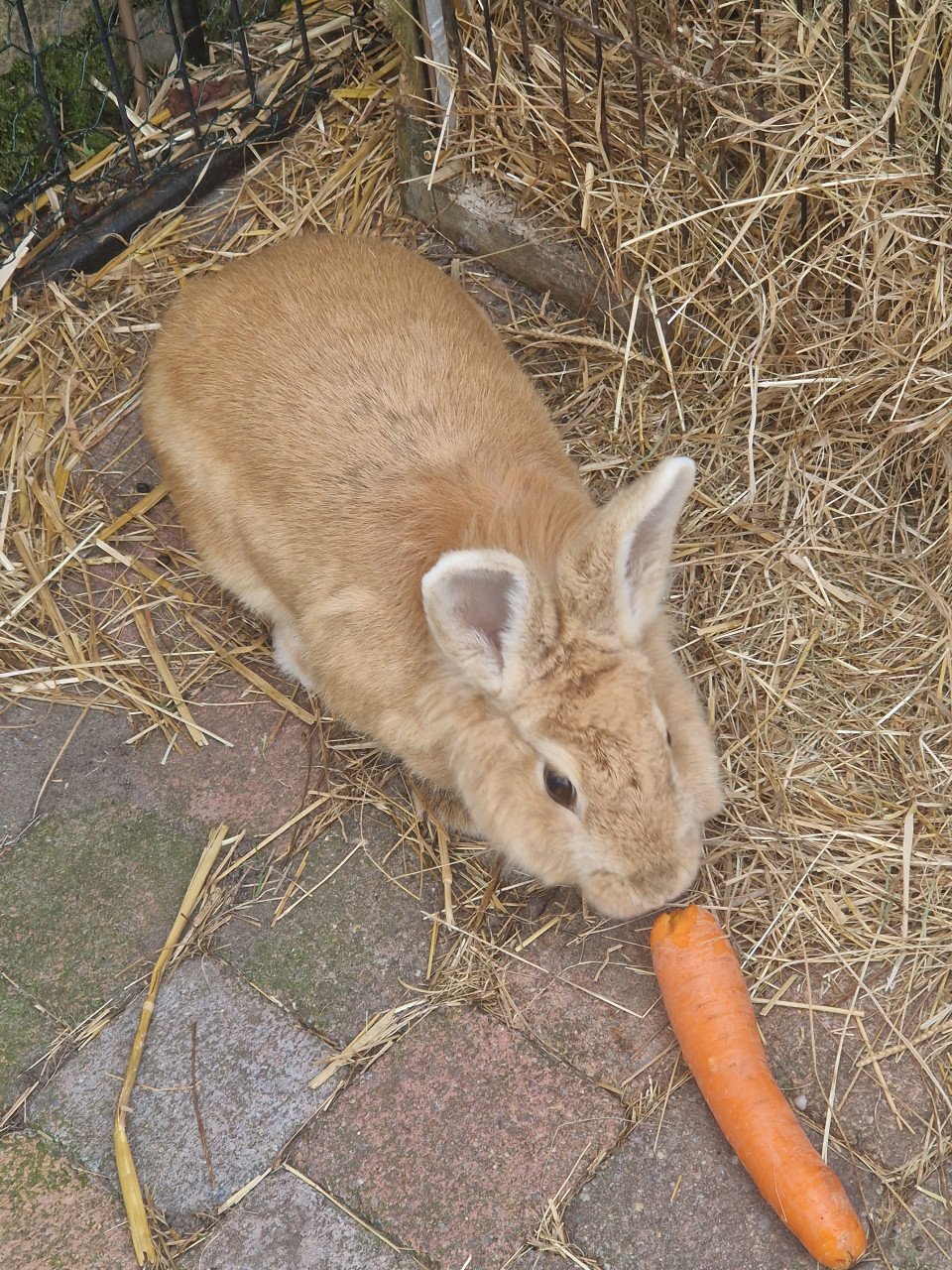 5 jarige voedster