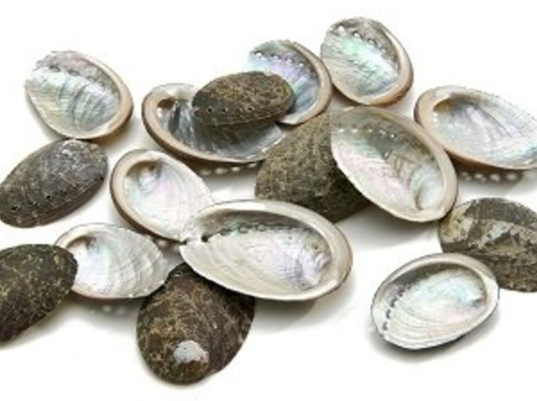Gevraagd schelpen