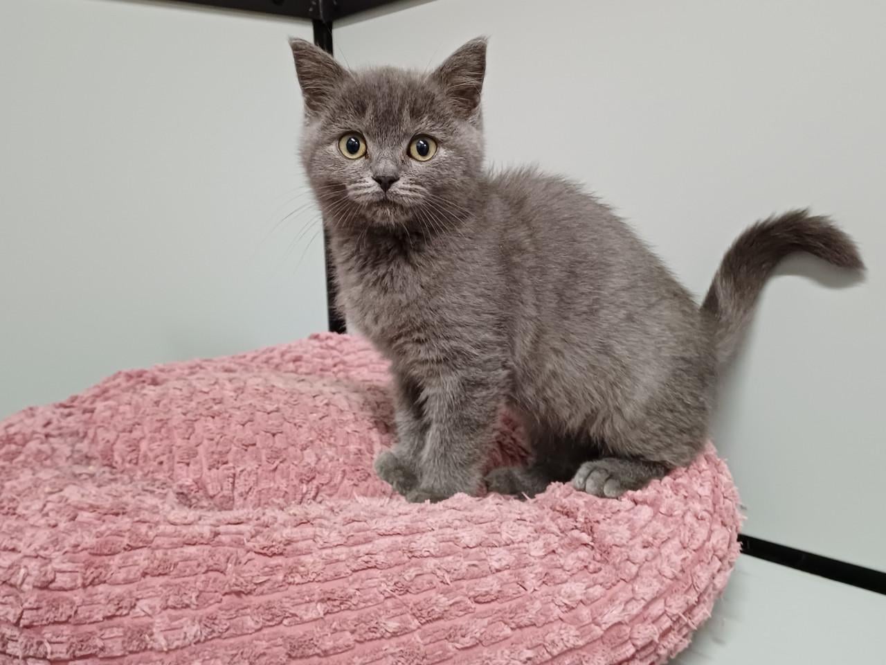 Prachtige BritskorthaarxRagdoll kittens beschikbaar