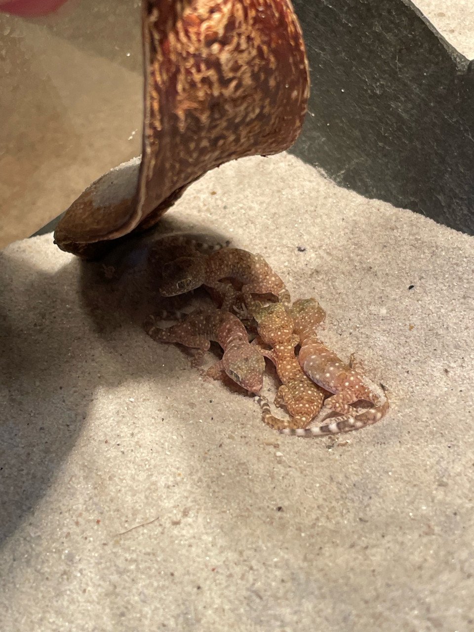 Stenodactylus sthenodactylus zandgekko nakweek