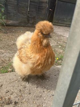 Broedeitjes (mix) zijdehoen