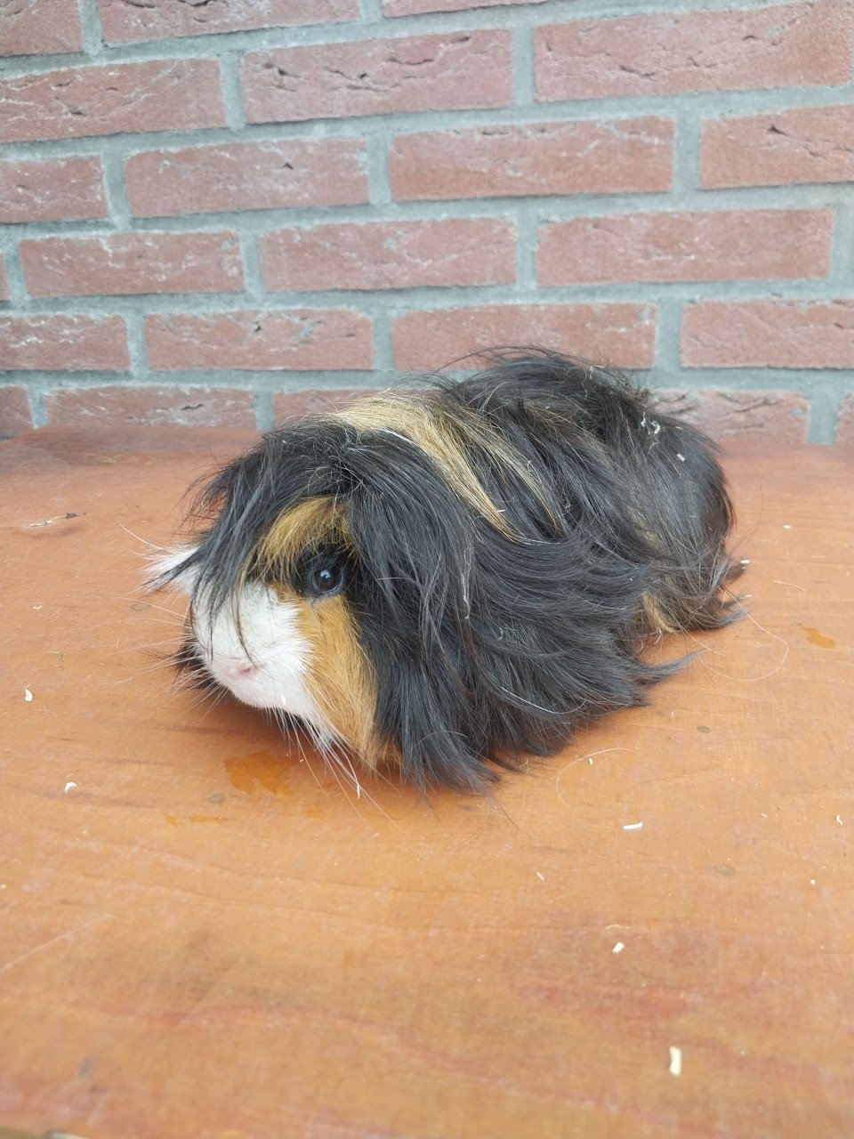 Peruvian mannetjes cavia