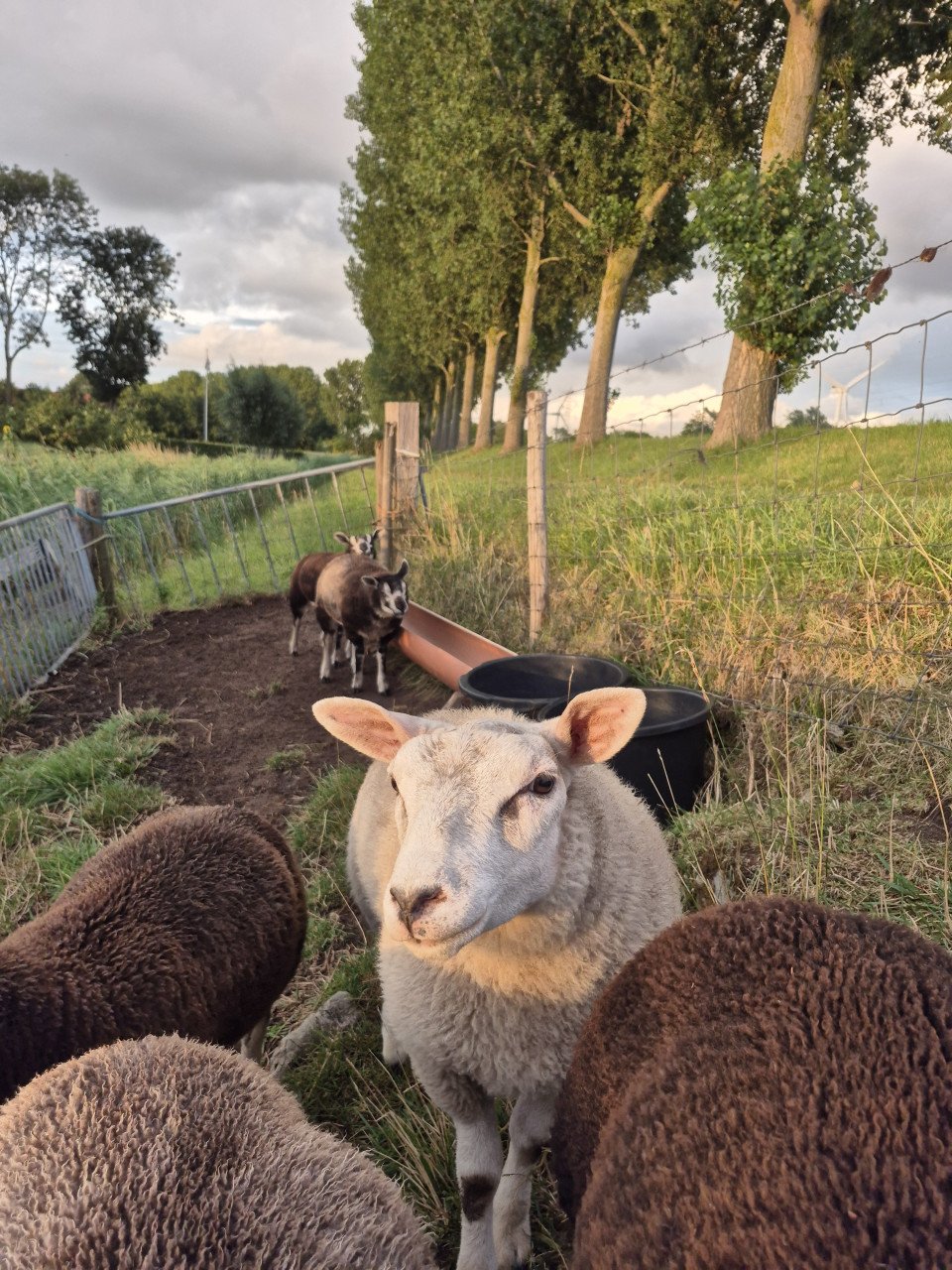 Schapen