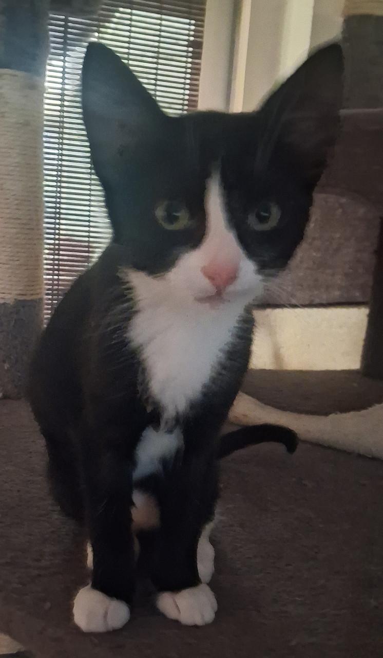 2 kittens zoeken nog een nieuw huisje