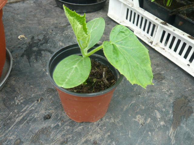 TOMATEN, PAPRIKA PEPER EN SNACK KOMMER PLANTEN