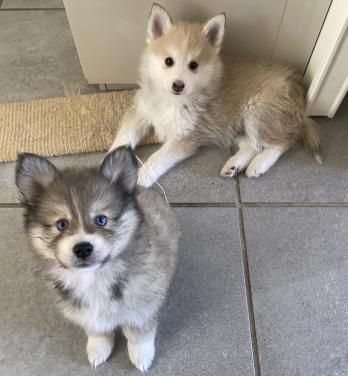 Pomsky pups