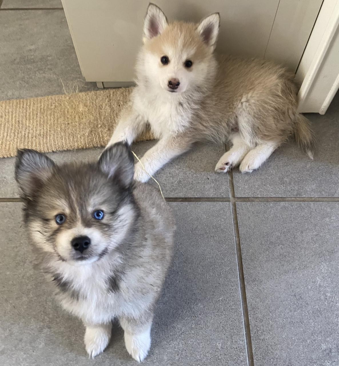 Pomsky pups