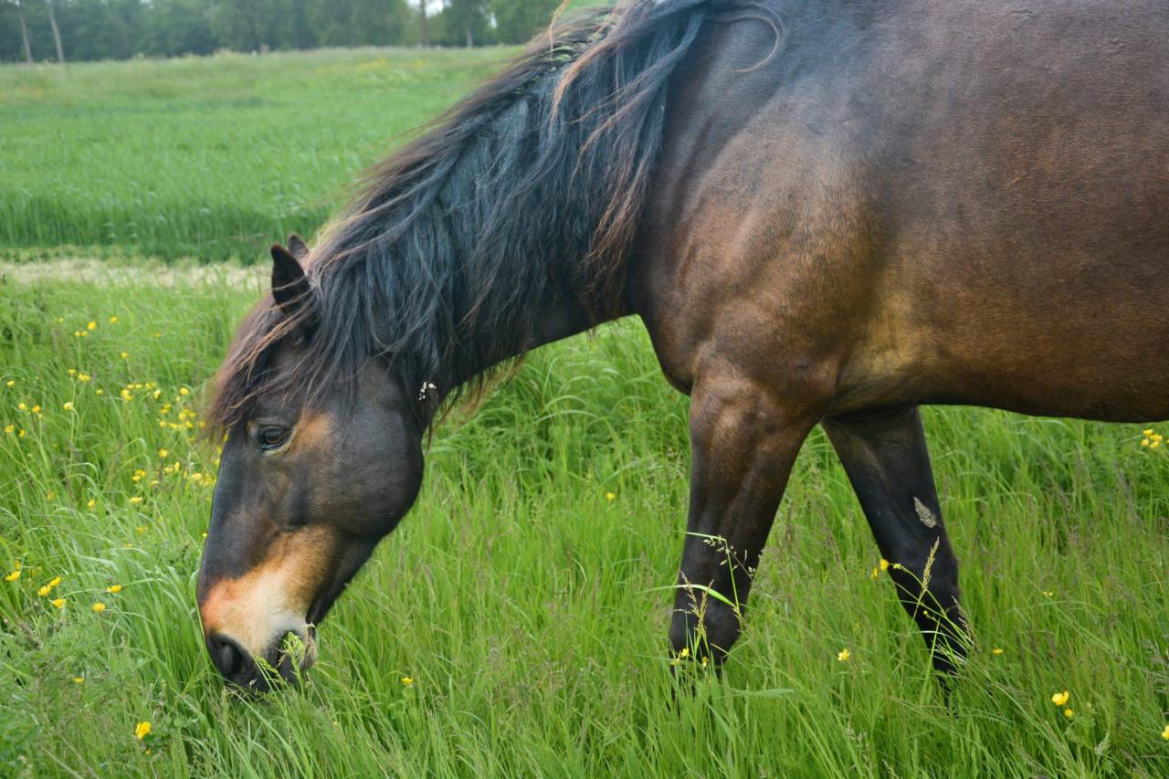 Irish Hunter/Irish Sporthorse ruin te koop
