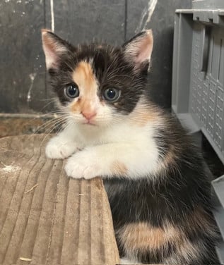 Kittens