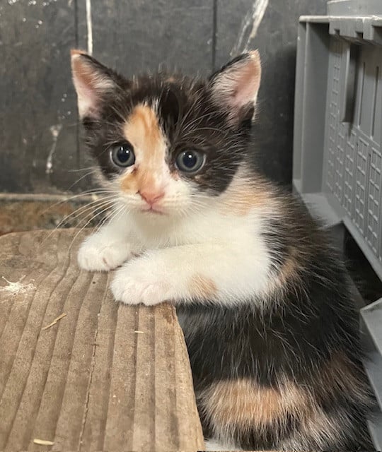 Kittens