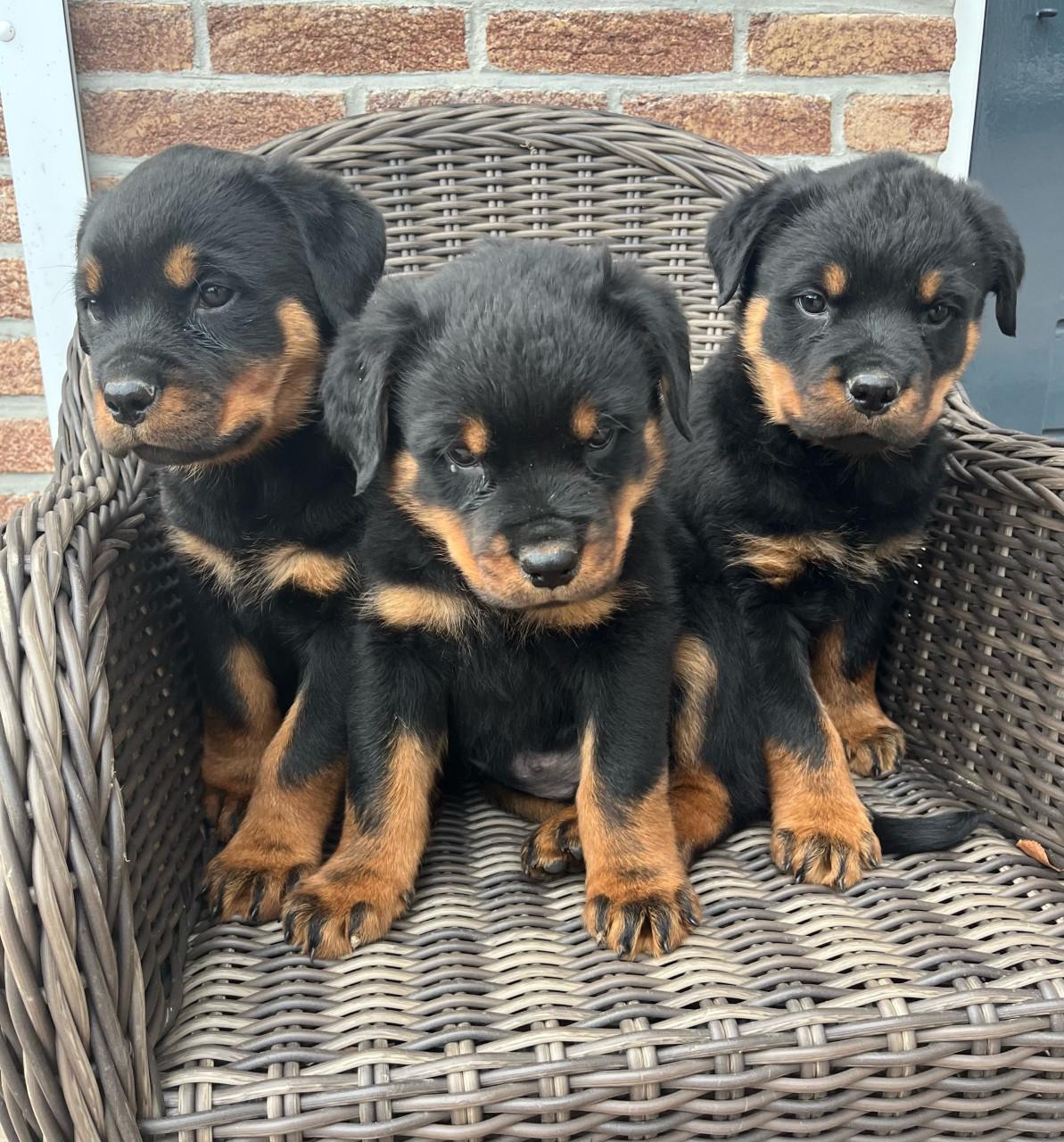 Rottweiler pups