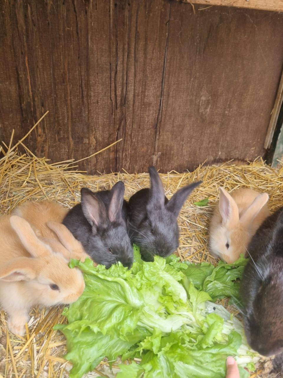 Vlaamse reus konijntjes