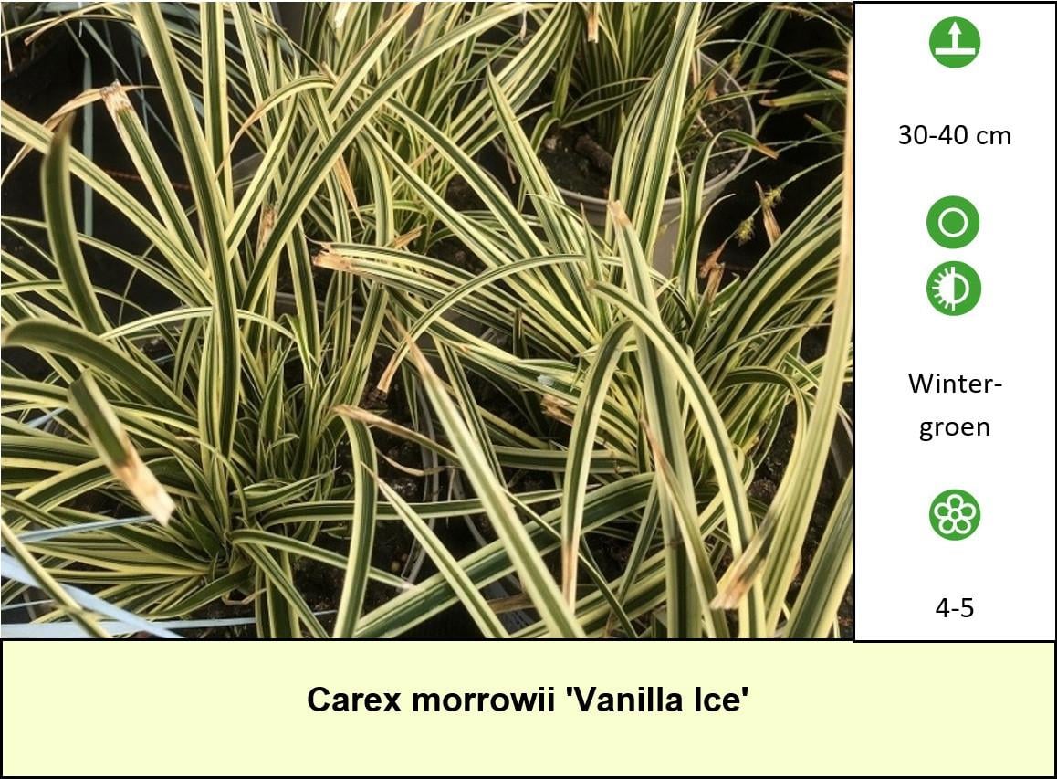 Het plantenkraampje: veel keuze aanvaste planten voor slechts €1,25 p/st.
