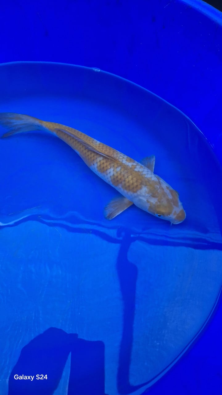 Ochiba koi