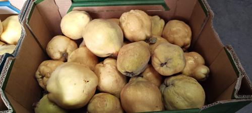 Mooie biologische kweeperen te koop en steun Stichting Sint Helpt !