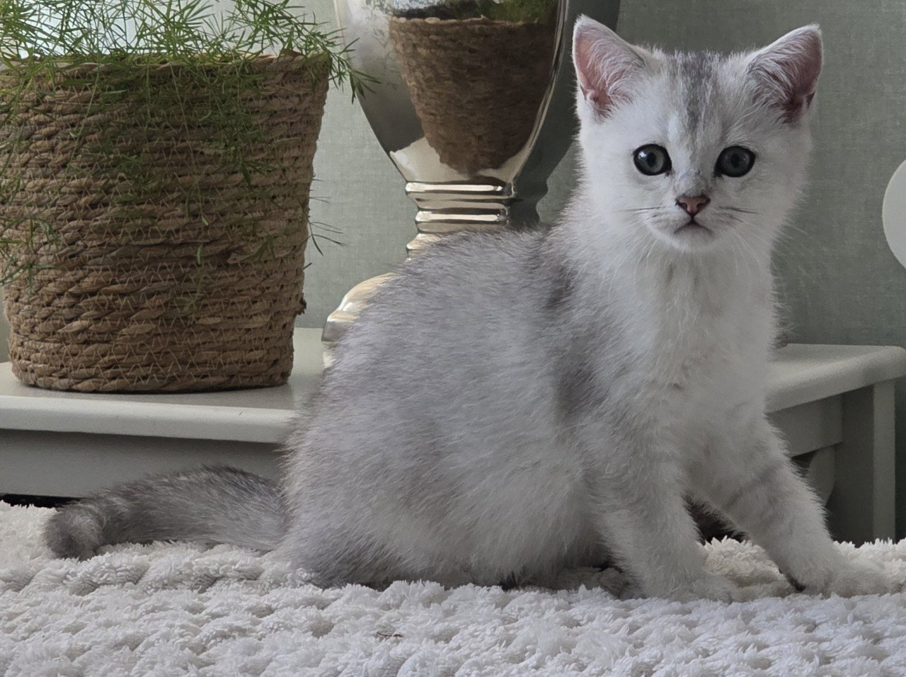 Brits korthaar Black silver shaded kitten