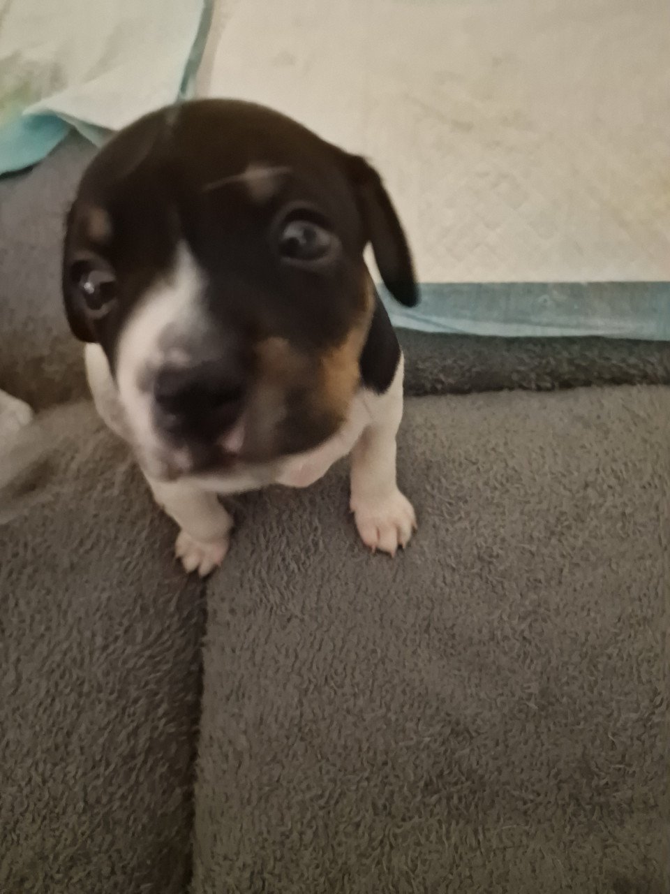 Nog 2 boerenfox pups