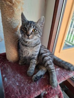 Jonge poes zoekt nieuw huisje