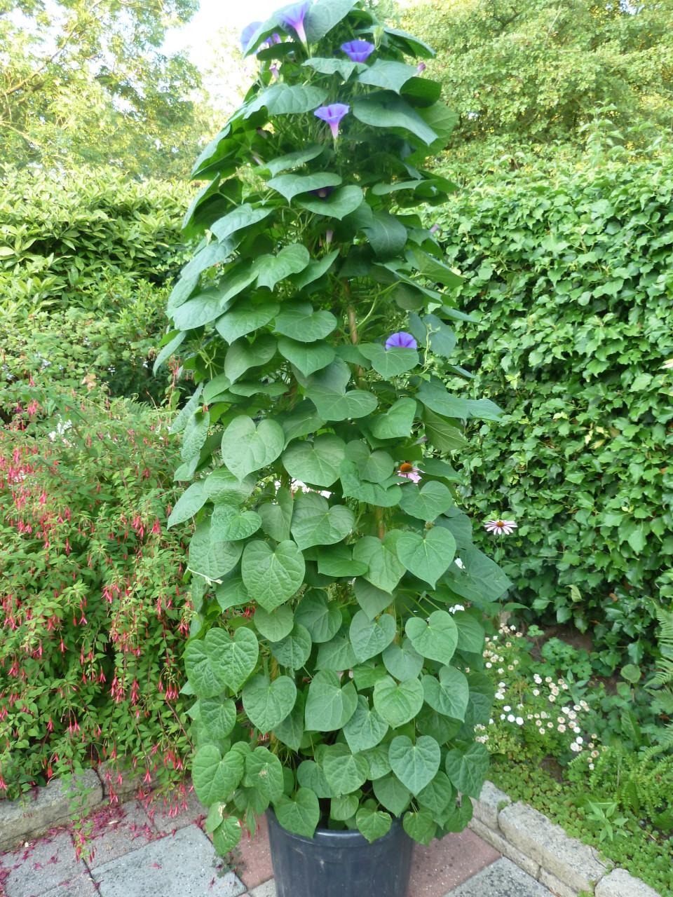 IPOMOEA PURPUREA (DAGWINDE)