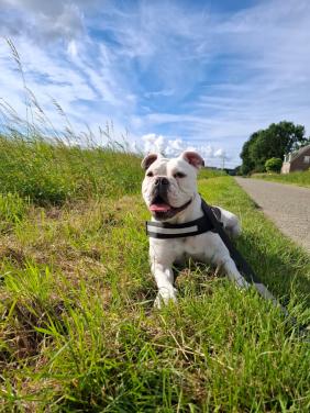 Te koop lieve Bulldog.