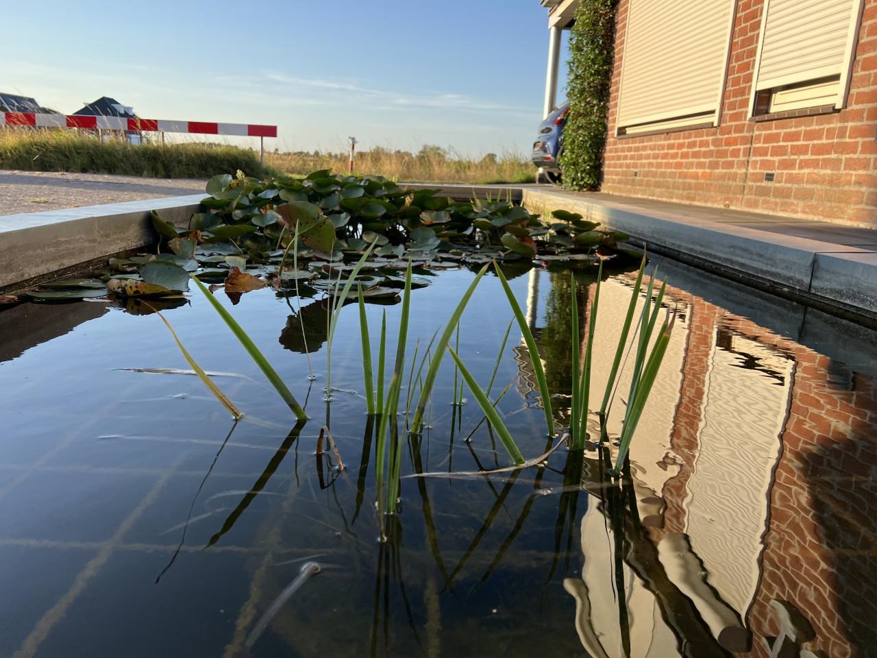 Vijverplanten GERESERVEERD